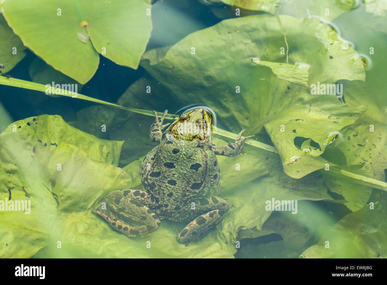 Marsh Frog resting on lily pad Stock Photo