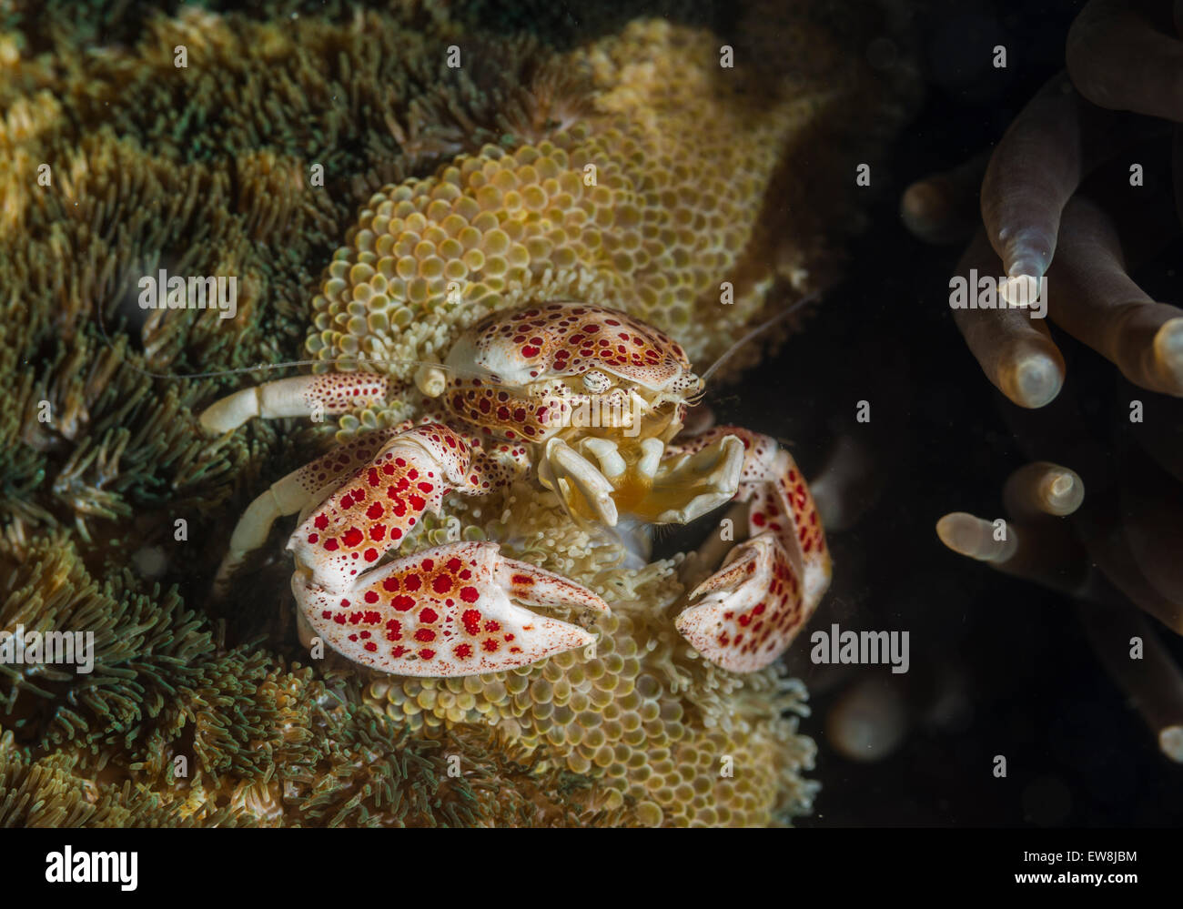 Porcelain crab on an anemone Stock Photo