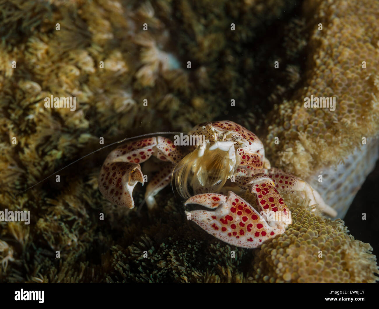 Porcelain crab on an anemone Stock Photo