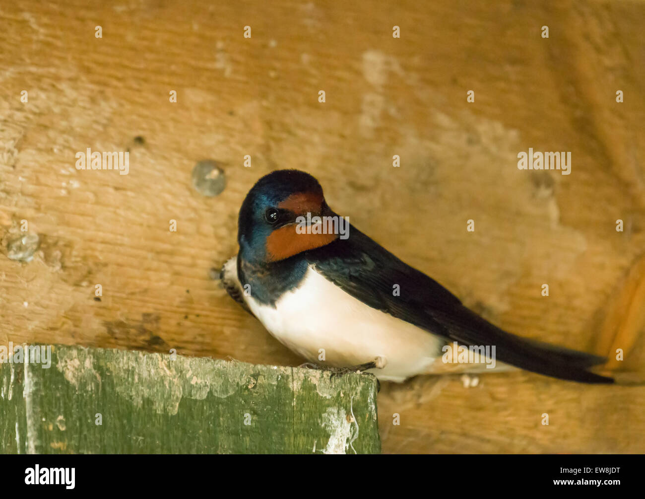 Adult Barn Swallow inside bird hide. Stock Photo