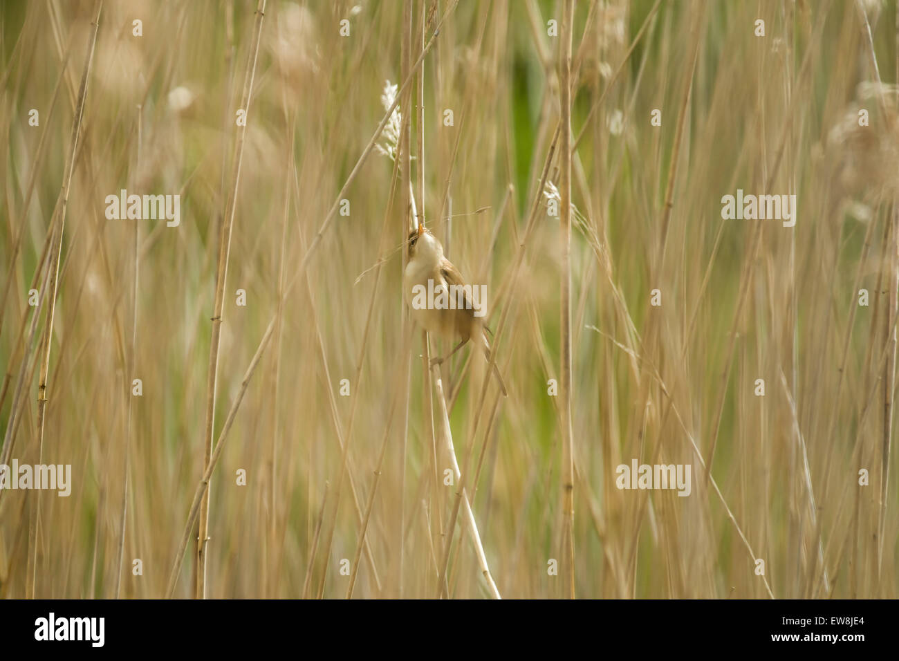 Adult Reed Warbler in reedbed Stock Photo