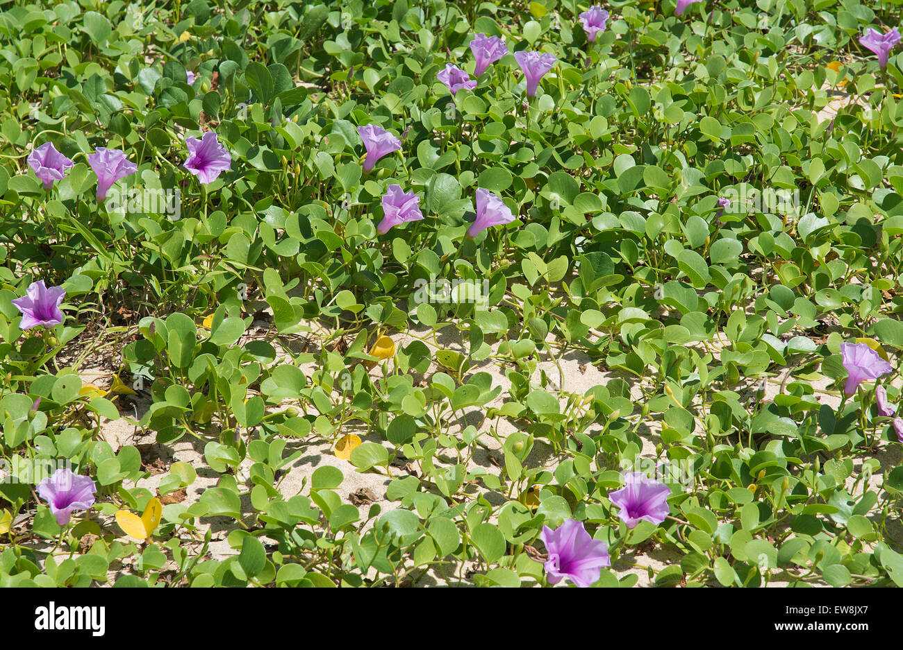 Purple Morning Glory or Ipomea growing naturally in Sri Lanka, Asia. Stock Photo