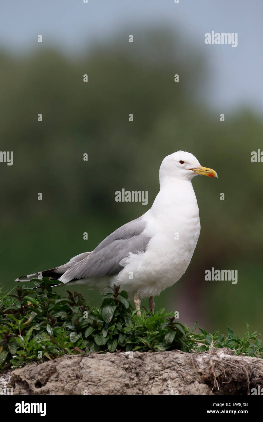 Caspian gull, Larus cachinnans, single bird by water, Romania, May 2015 Stock Photo