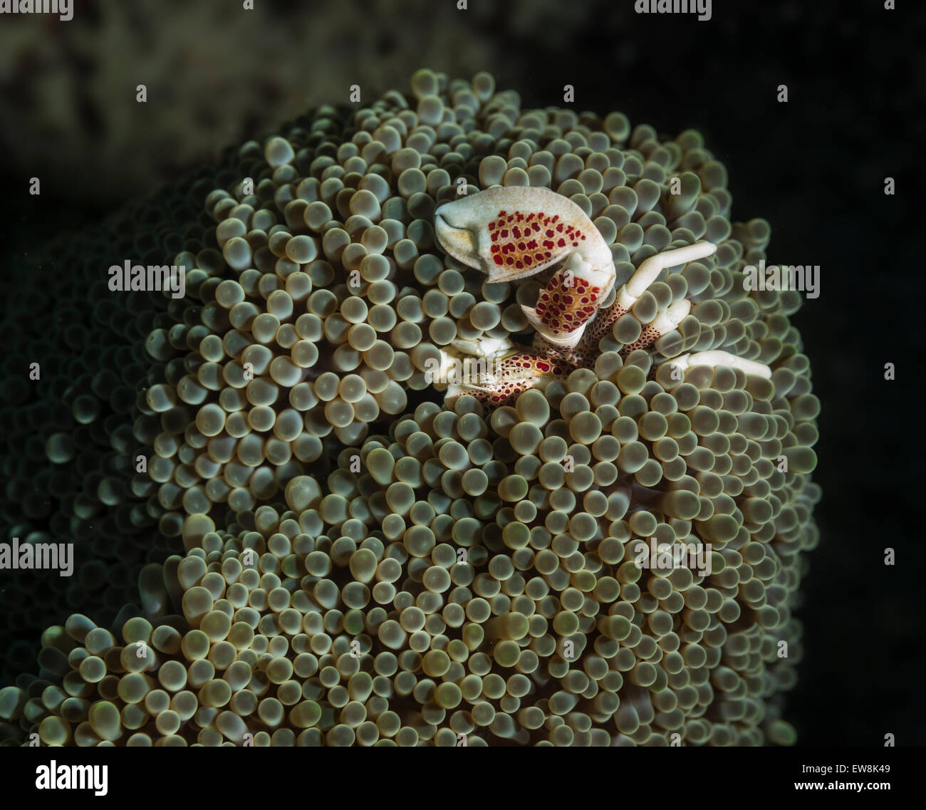 Porcelain crab hiding in an anemone Stock Photo
