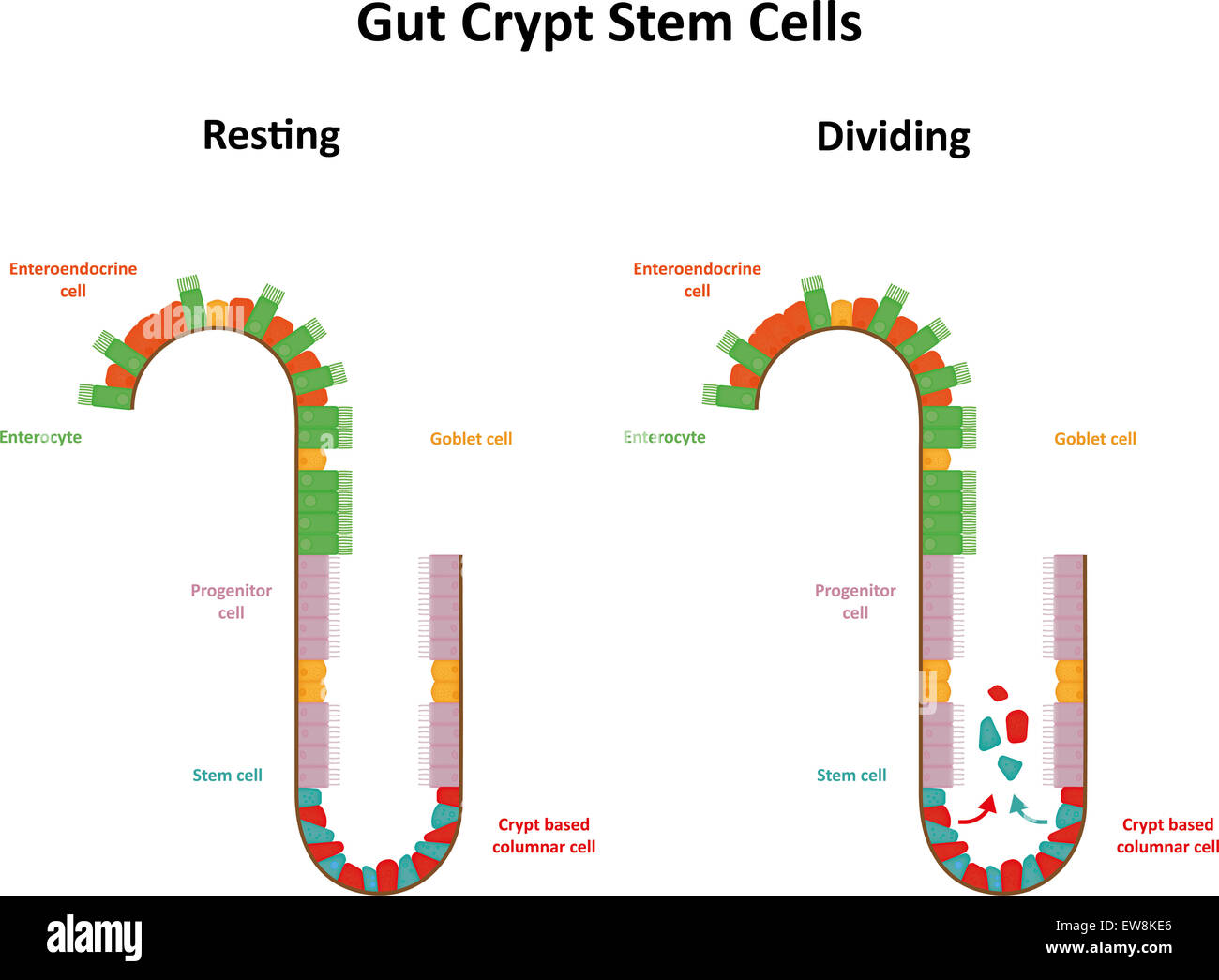 Gut Crypt Stem Cells Stock Photo