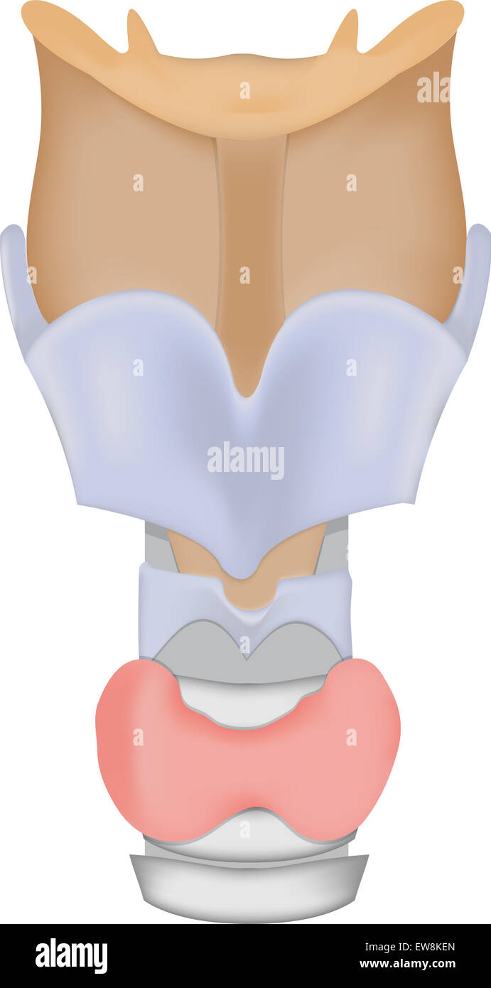 Larynx and Thyroid Gland Stock Photo Alamy