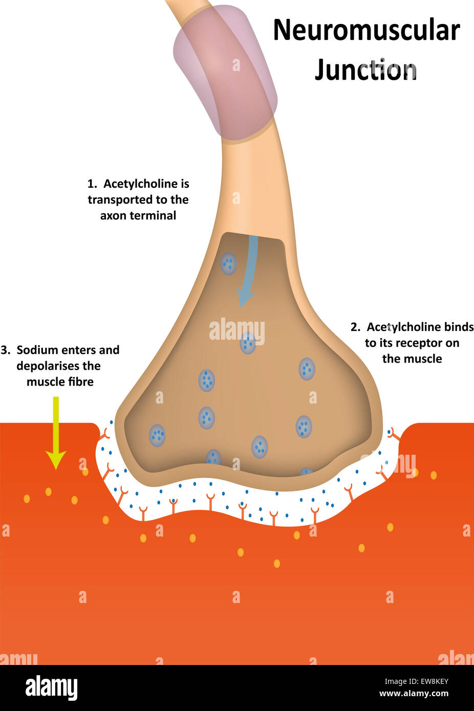 Neuromuscular Junction Physiology Stock Photo