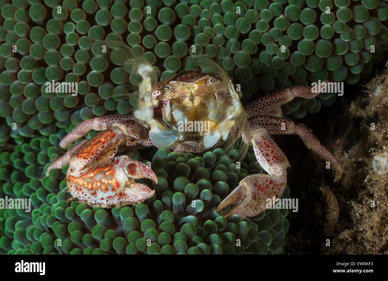Porcelain crab hiding in an anemone Stock Photo