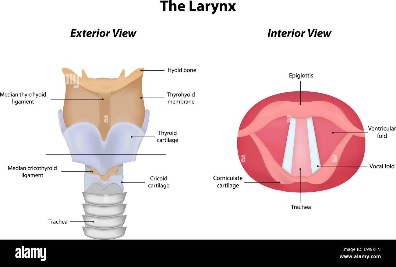 The Larynx Stock Photo