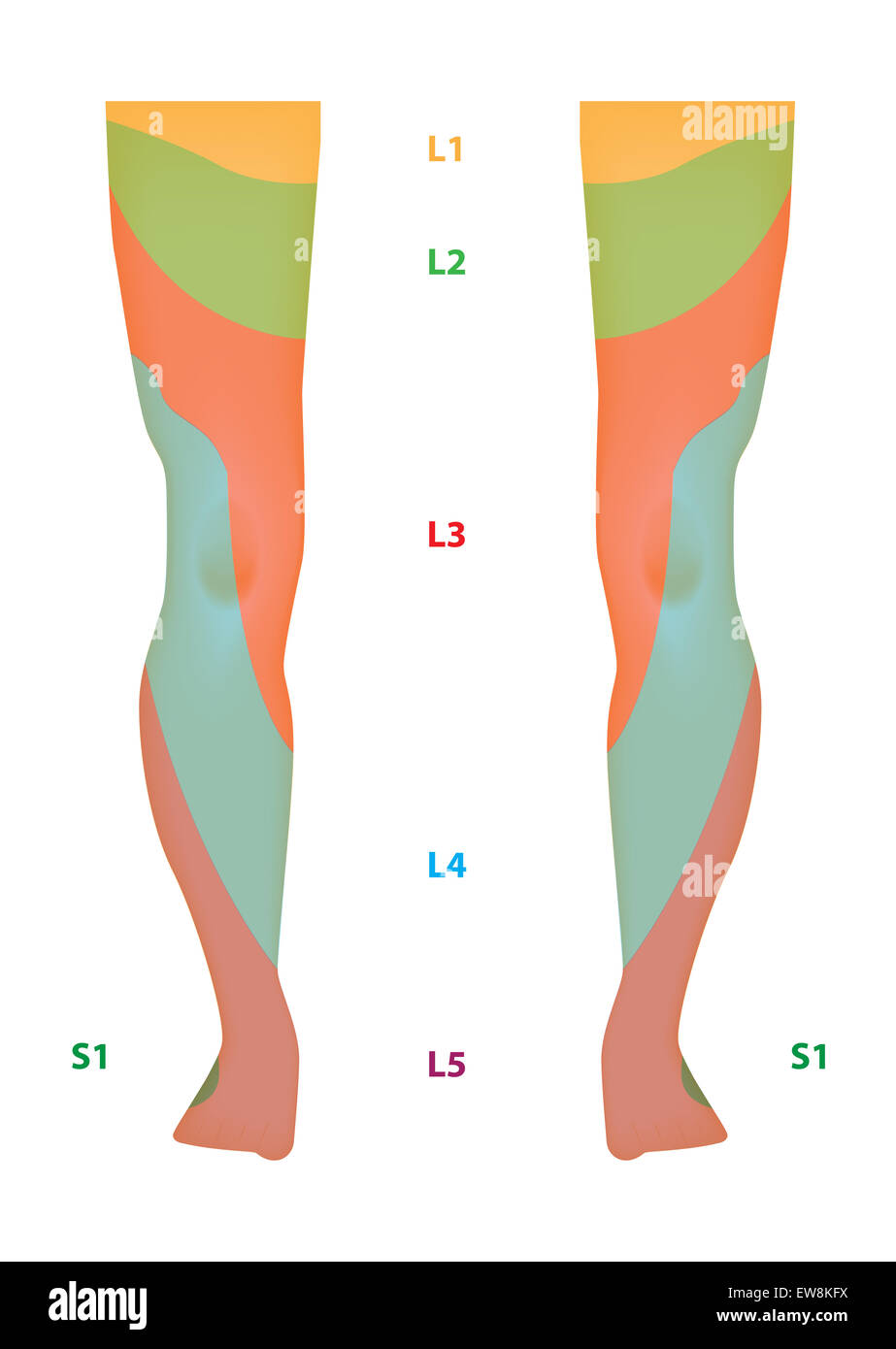 Lower Extremity Dermatome Map Dermatome Map Of The Lower Limb Stock Photo - Alamy