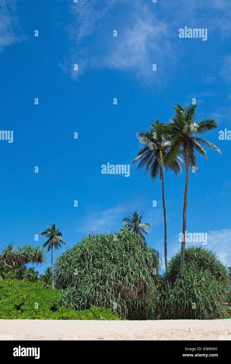 Coconut palm trees and sky on sandy beach frontal view, in remote location, Southern Province, Sri Lanka, Asia. Stock Photo