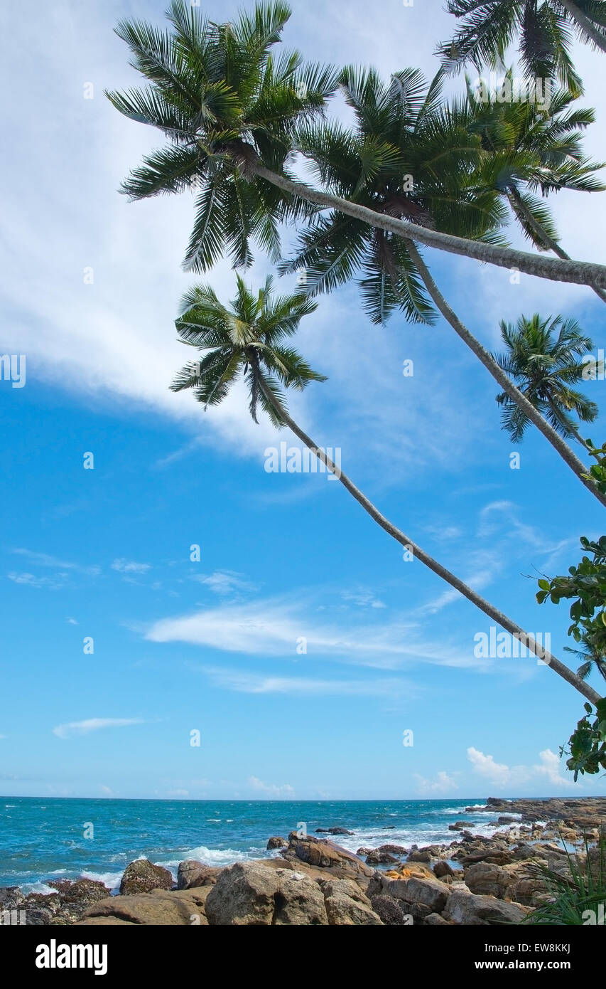 Coconut palm trees and rocky landscape in remote location, Southern Province, Sri Lanka, Asia. Stock Photo