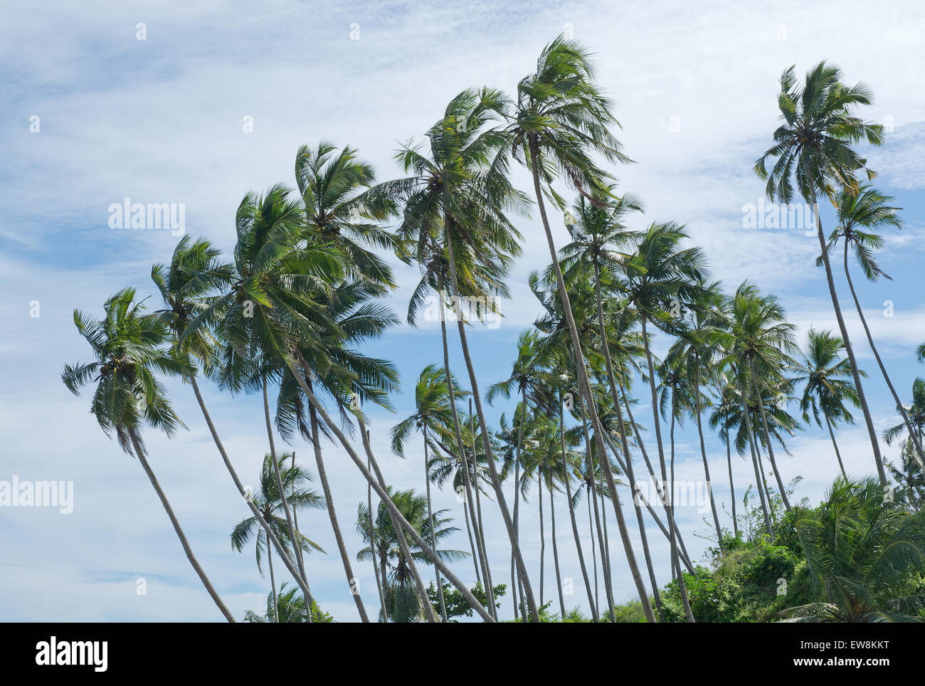 Coconut palm trees and sky in remote location, Southern Province, Sri Lanka, Asia. Stock Photo