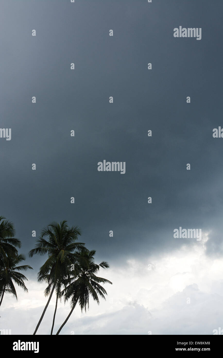Coconut palm trees and monsoon gray sky in remote location, Southern Province, Sri Lanka, Asia. Stock Photo