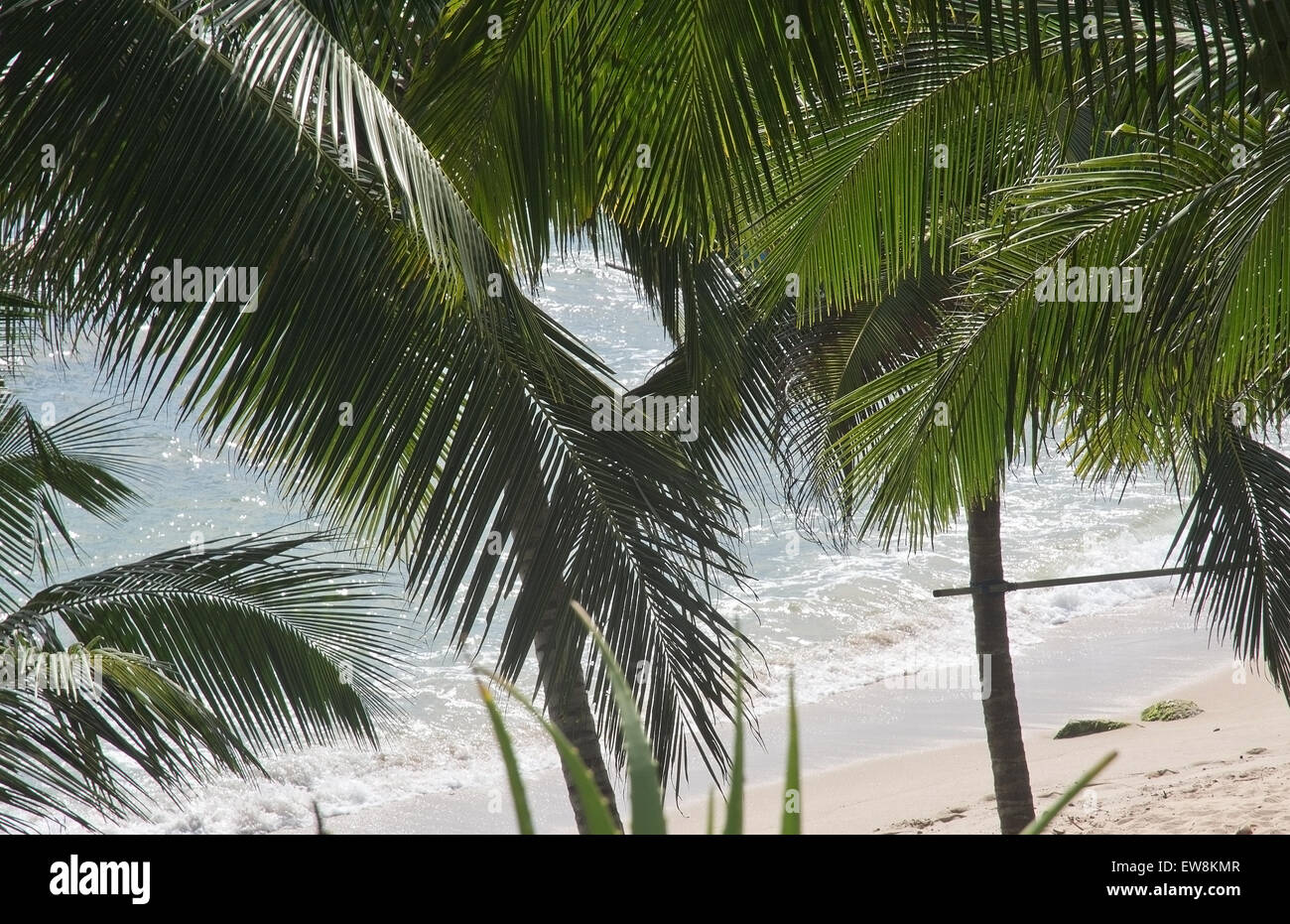 Coconut palm trees and and sandy beach below in remote location, Southern Province, Sri Lanka, Asia. Stock Photo