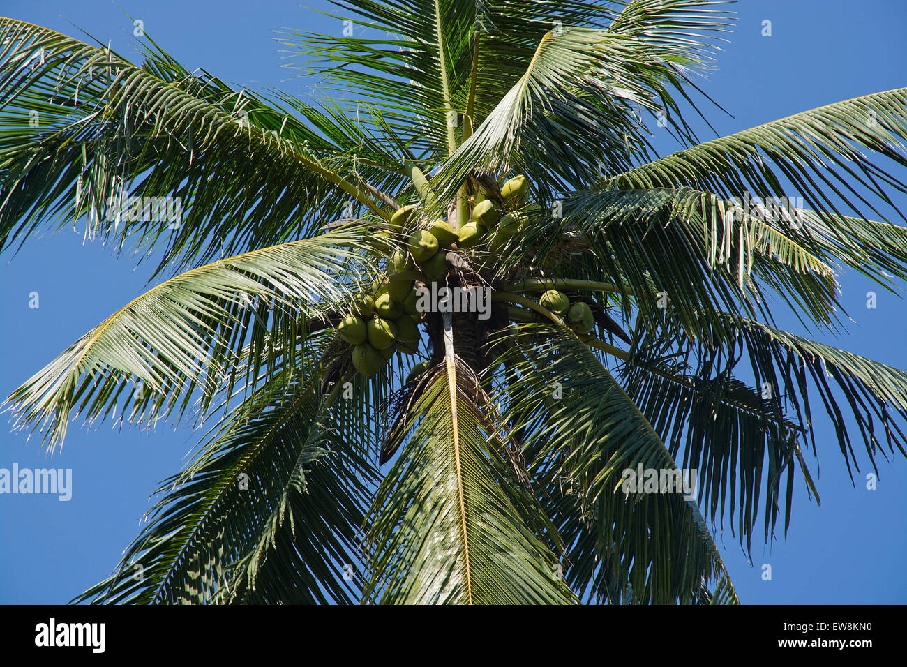 Coconut palm tree and blue sky with fruit in remote location, Southern Province, Sri Lanka, Asia. Stock Photo
