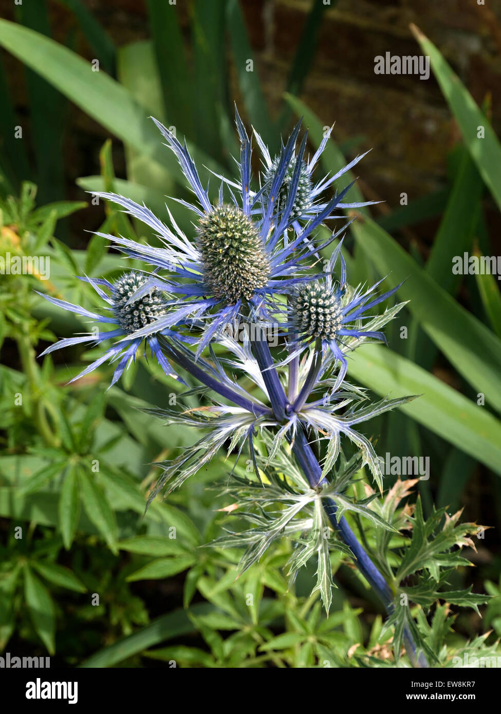 Sunlit Eryngium Blue Sea Holly Flowers, closeup, UK. Stock Photo