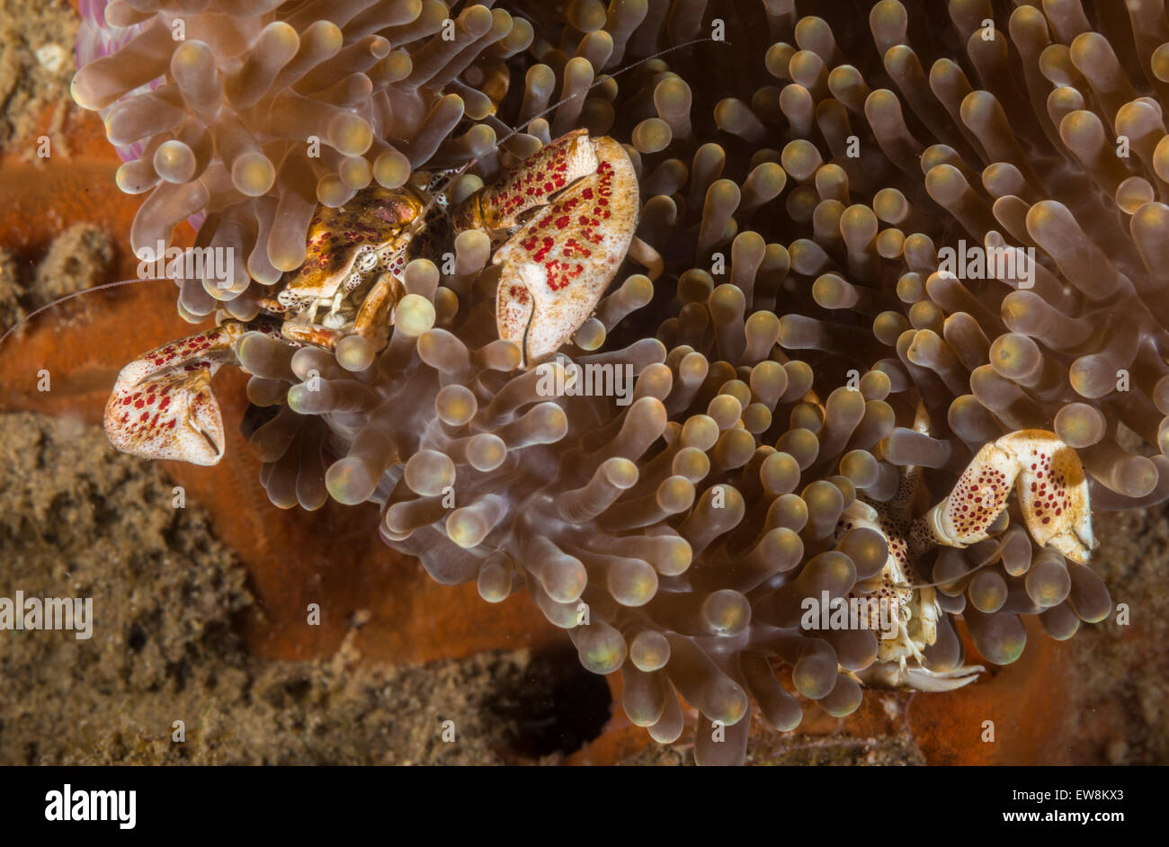 Two porcelain crabs on an anemone Stock Photo