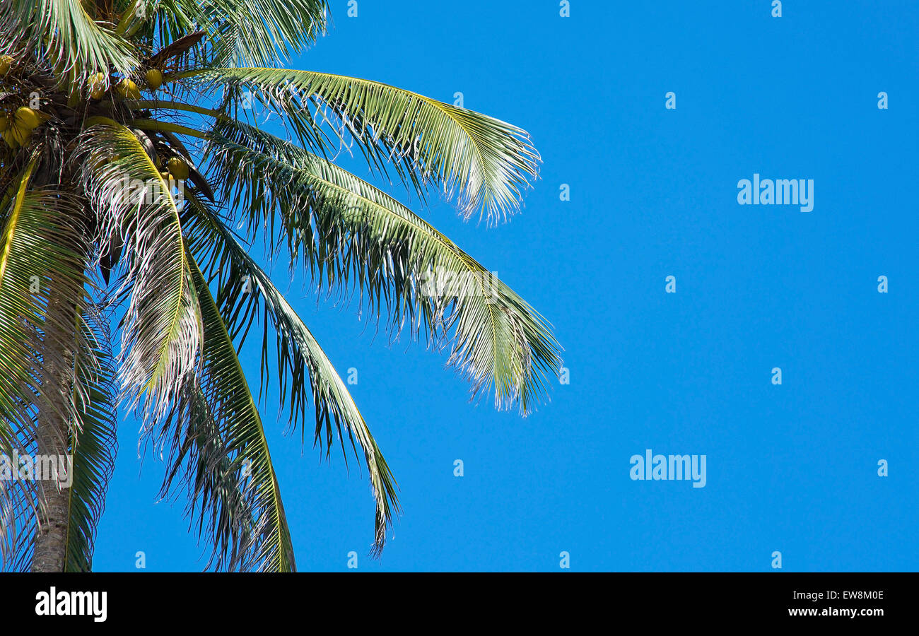Coconut palm tree and blue sky copy space in remote location, Southern Province, Sri Lanka, Asia. Stock Photo