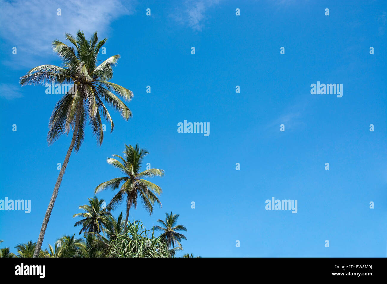 Coconut palm trees and sky in remote location, Southern Province, Sri Lanka, Asia. Stock Photo