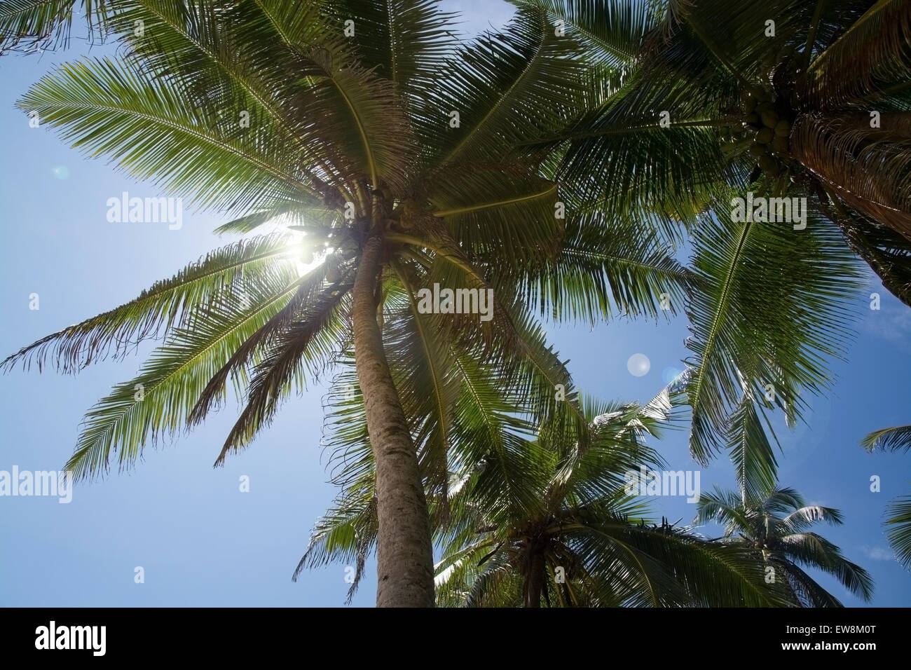 Coconut palm trees with fruit and solar flare, Southern Province, Sri Lanka, Asia. Stock Photo