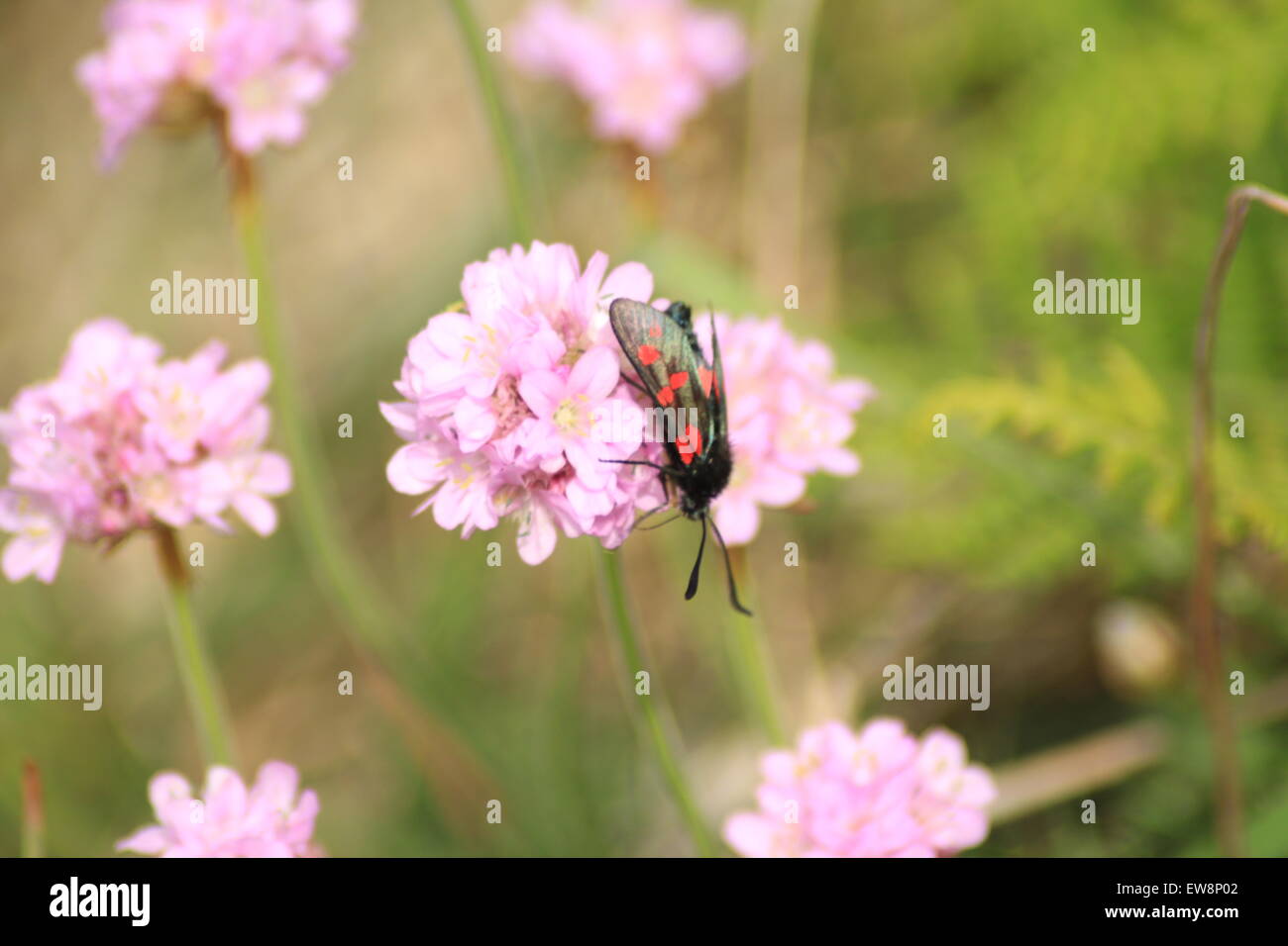 Cornish insects hi-res stock photography and images - Alamy