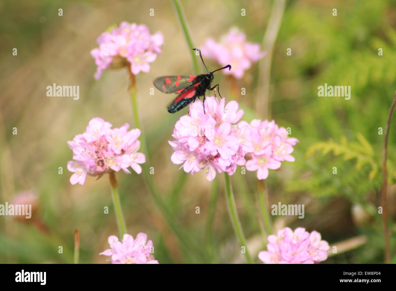 Cornish insects hi-res stock photography and images - Alamy