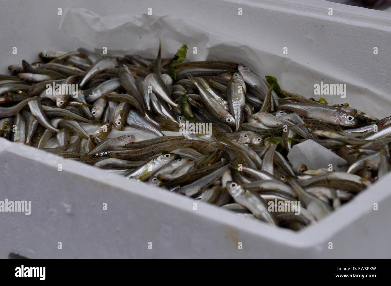 Nice fish hi-res stock photography and images - Alamy