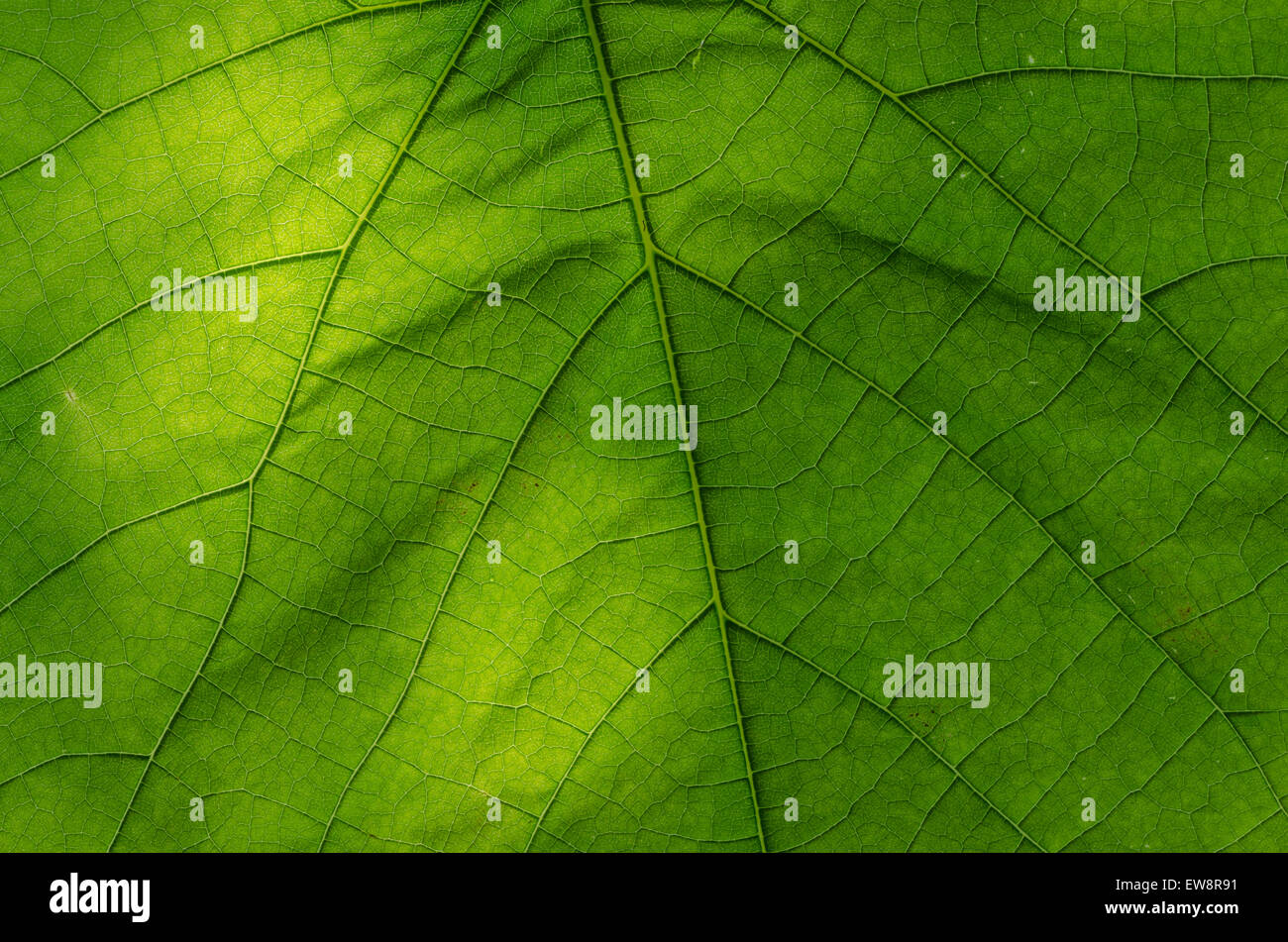 macro of green leaf texture Stock Photo - Alamy