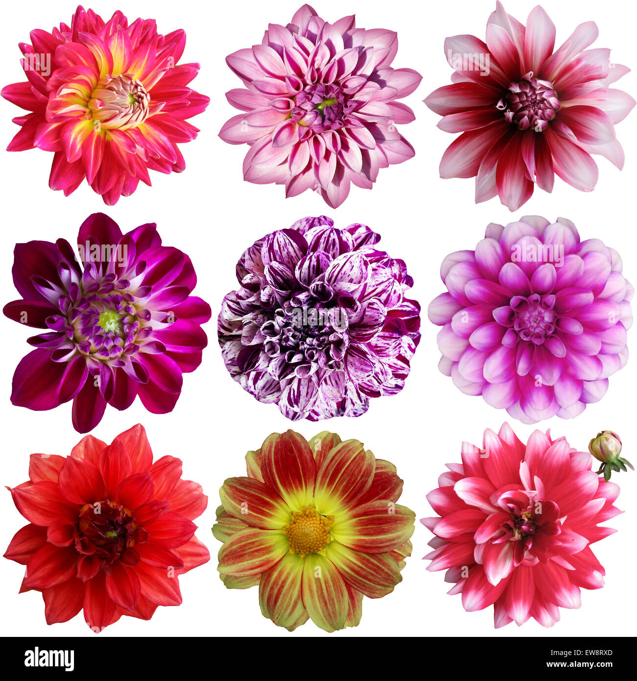 Set of different dahlias isolated on white background Stock Photo - Alamy