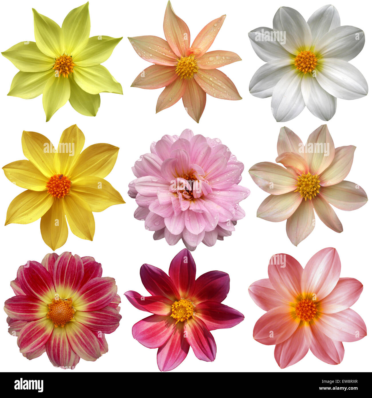 Set of different dahlias isolated on white background Stock Photo - Alamy
