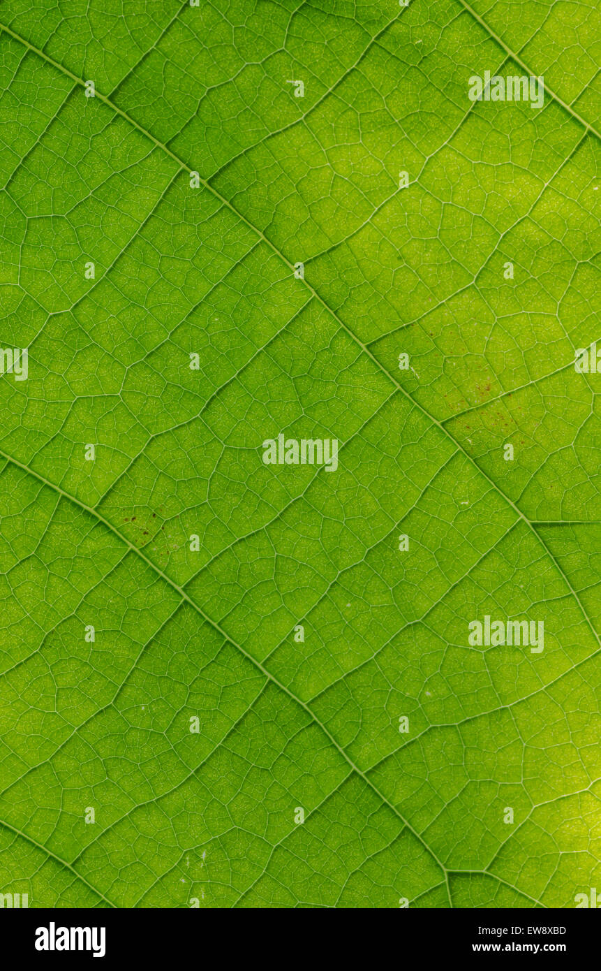 macro of green leaf texture Stock Photo - Alamy