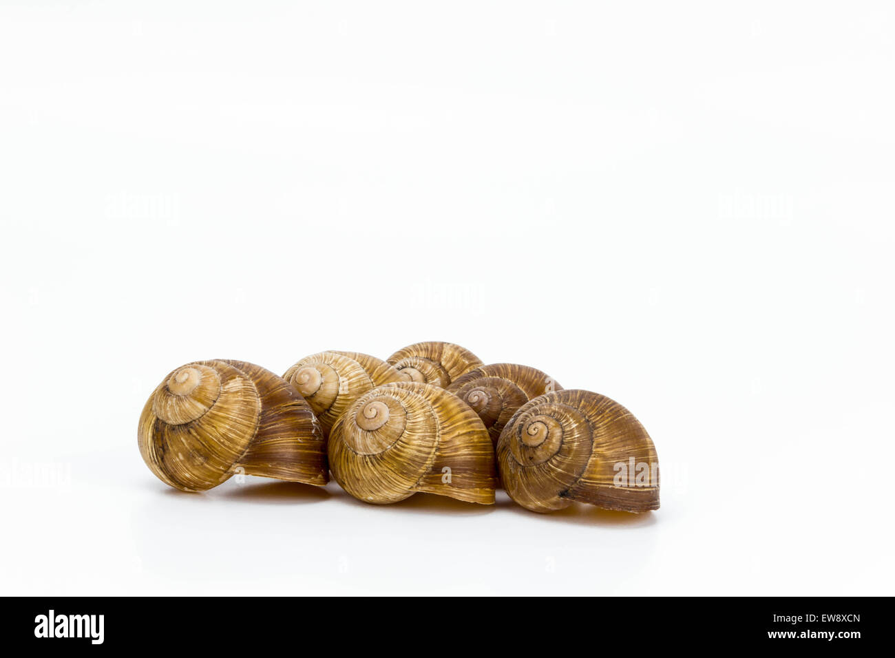 Snail Shells on a white background Stock Photo
