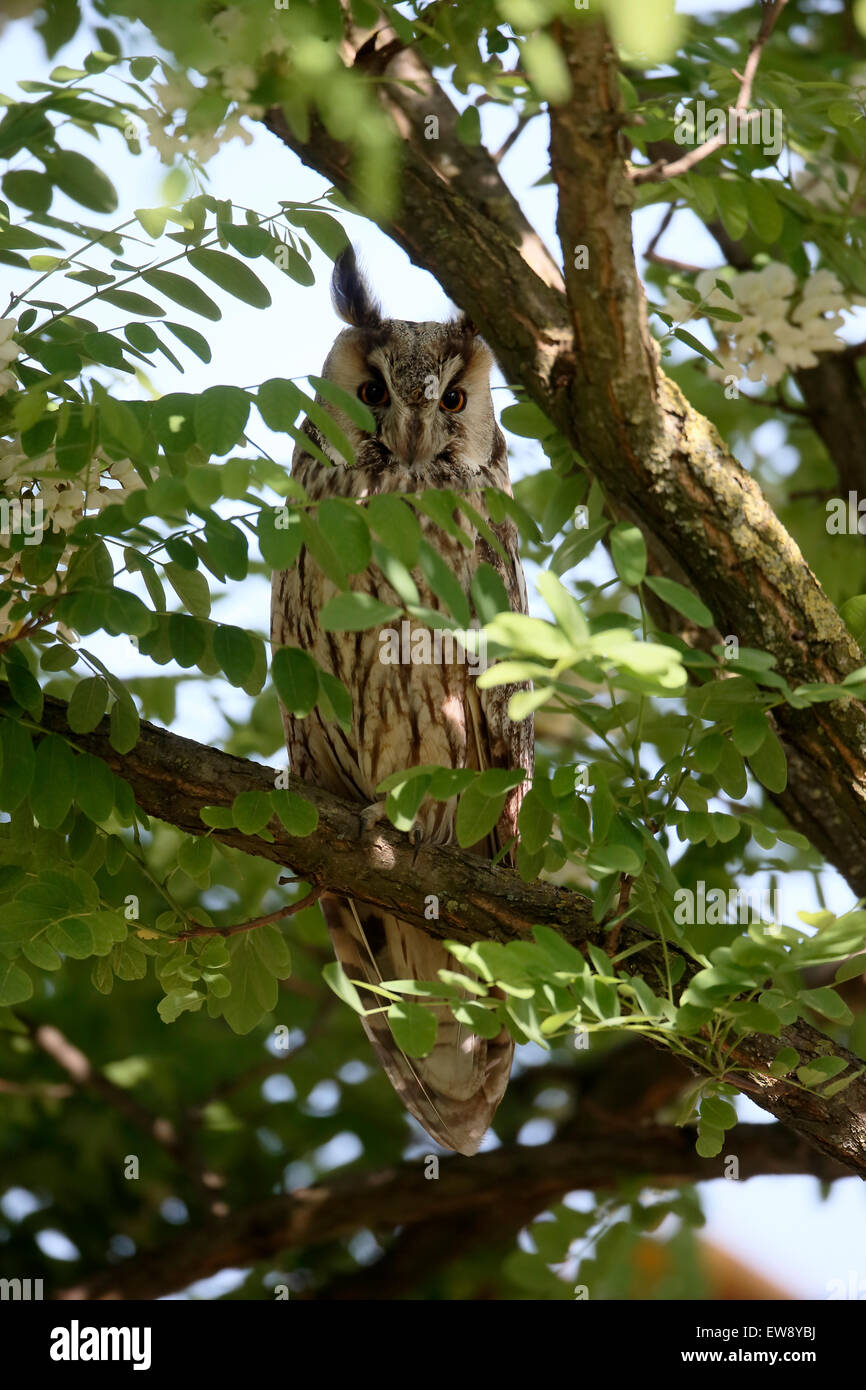 Long-eared owl, Asio otus,  single bird in bush, Romania, May 2015 Stock Photo