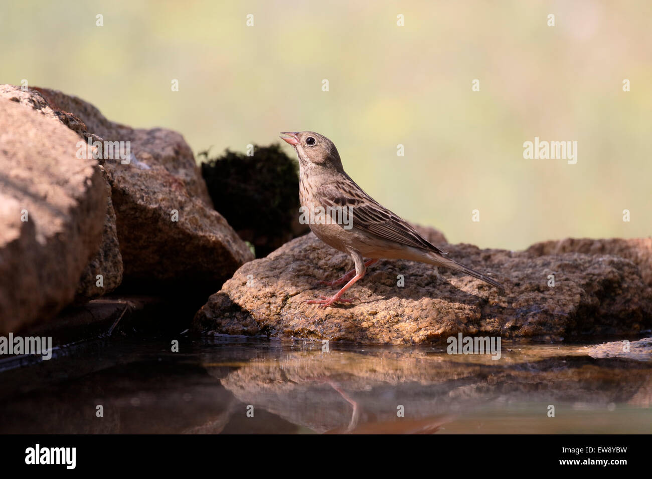 Ortolan bunting, Emberiza hortulana, single bird by water, Romania, May 2015 Stock Photo