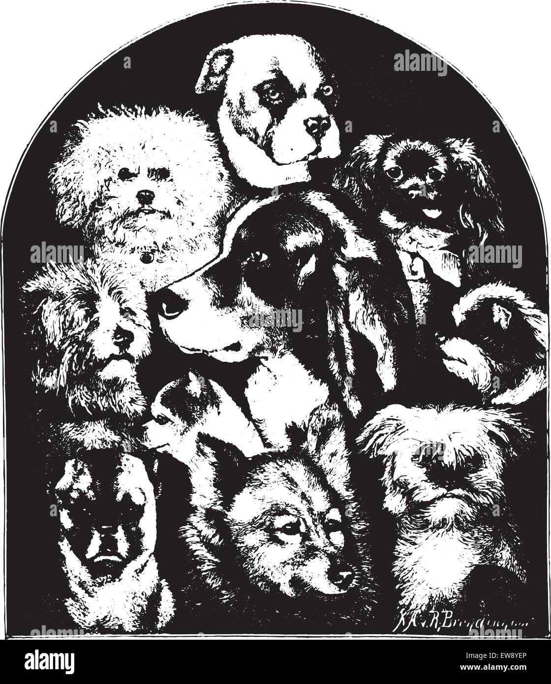 Dogs of various breeds, vintage engraved illustration. Animaux Sauvages et Domestiques - For kids - 1892. Stock Vector
