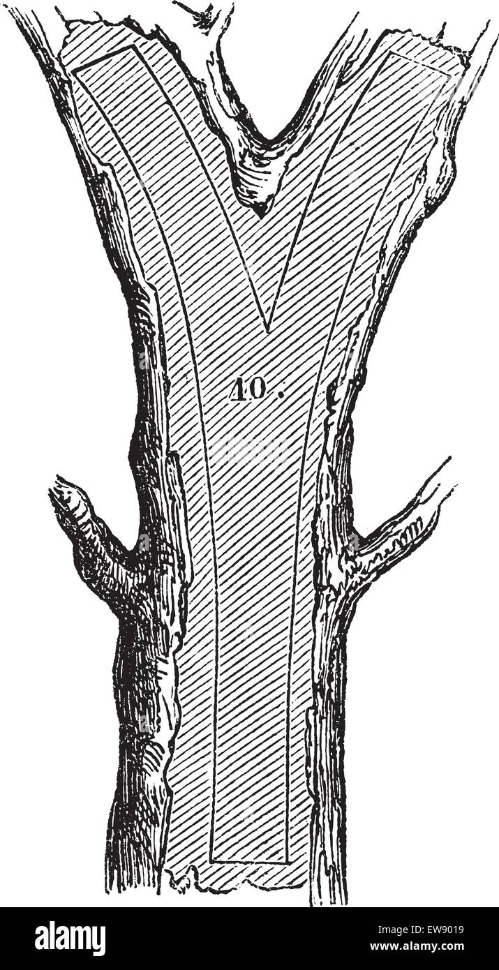 How a Tree is Made into Lumber - Fork section, vintage engraved illustration. Le Magasin Pittoresque - Larive and Fleury - 1874 Stock Vector