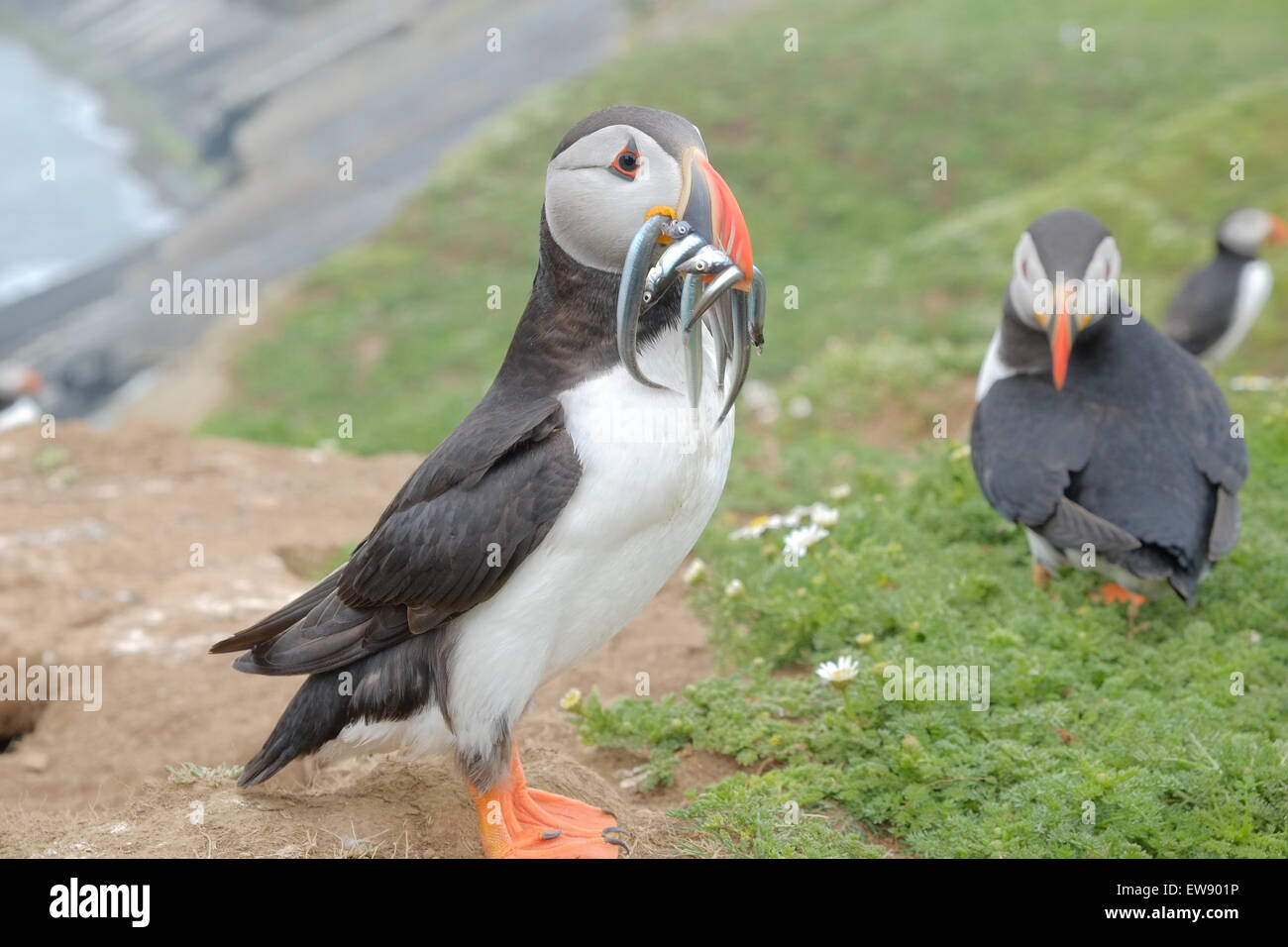 Skomer Island, Wales, UK. 20th June, 2015. Puffins on Skomer Island with sand eels. The puffins manage to catch sand eels in June/July to feed their chicks in the burrows. The boat to Skomer only operates in good weather and there are a limited number of visitors allowed on the island each day, approximately 200 visitors a day. Credit:  Paul Quayle/Alamy Live News Stock Photo