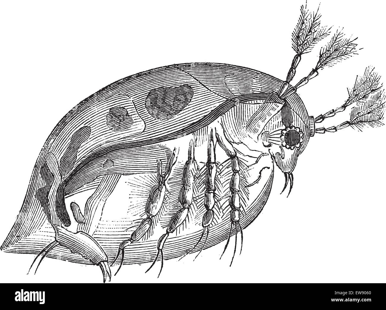 Water Flea or Daphnia sp., vintage engraved illustration. Le Magasin Pittoresque - Larive and Fleury - 1874 Stock Vector