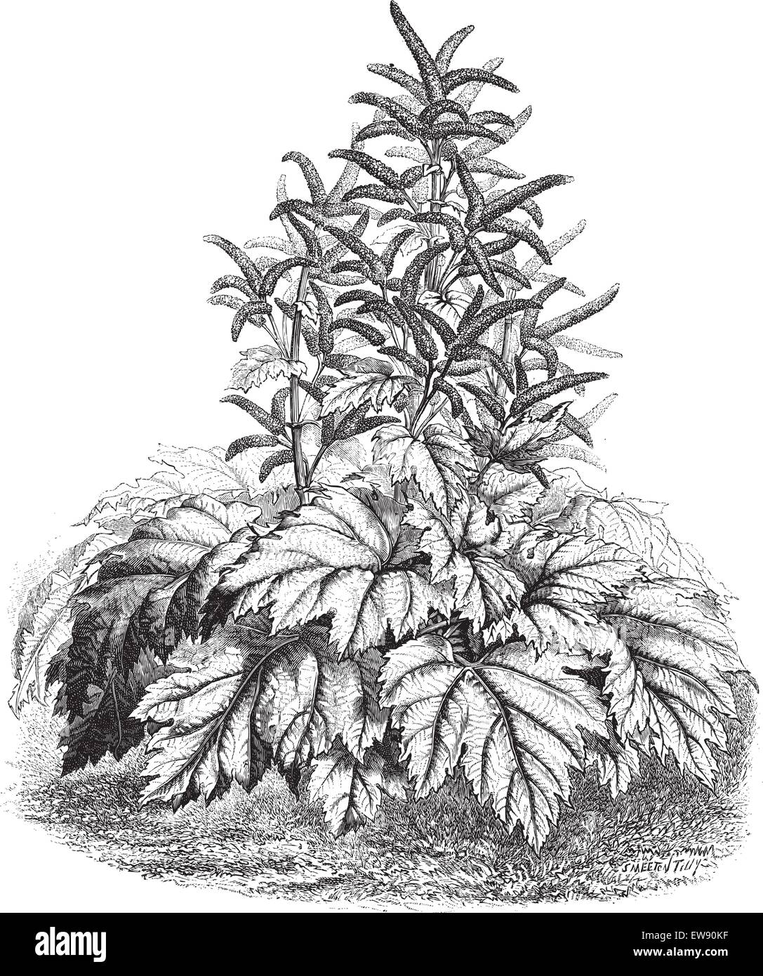 Tibet Rhubarb (Rheum officinale), vintage engraved illustration. Magasin Pittoresque 1874. Stock Vector