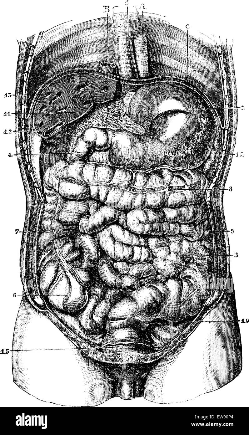 1. Esophagus. 2. Stomach. 3.Orifice pyloric stomach. 4. Duodenum. 5. Small intestine. 6. Caecum. 7. Ascending colon. 8. Transver Stock Vector