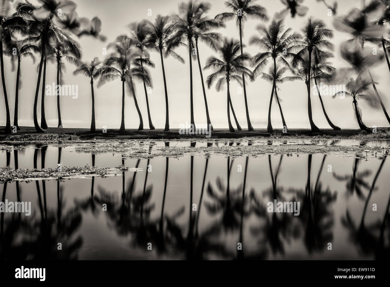 Pond reflecting palm trees. Black Sand Beach. Hawaii, The Big Island Stock Photo