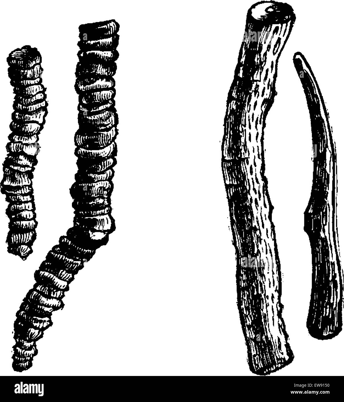 Ipecacuanha or Carapichea ipecacuanha, showing ringed and striated roots, vintage engraved illustration. Usual Medicine Dictiona Stock Vector