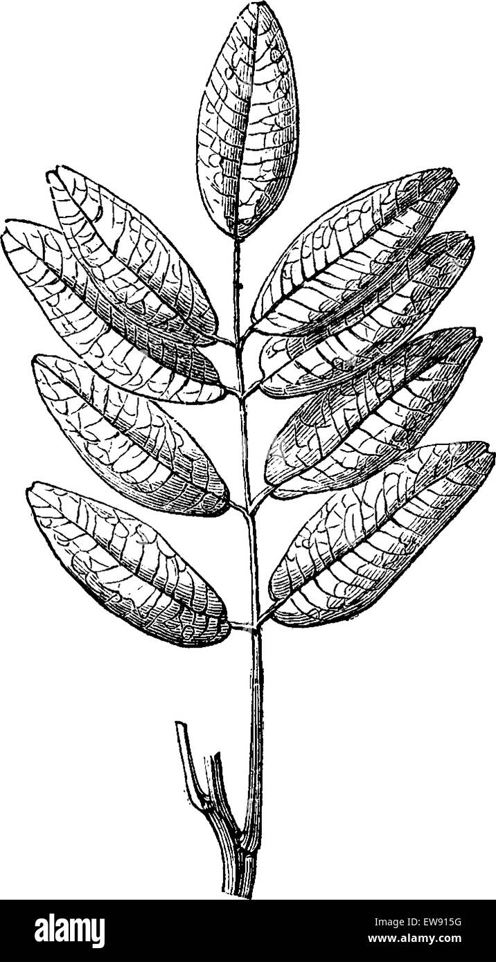 Jaborandi or Pilocarpus sp., showing leaves, vintage engraved illustration. Usual Medicine Dictionary by Dr Labarthe - 1885 Stock Vector