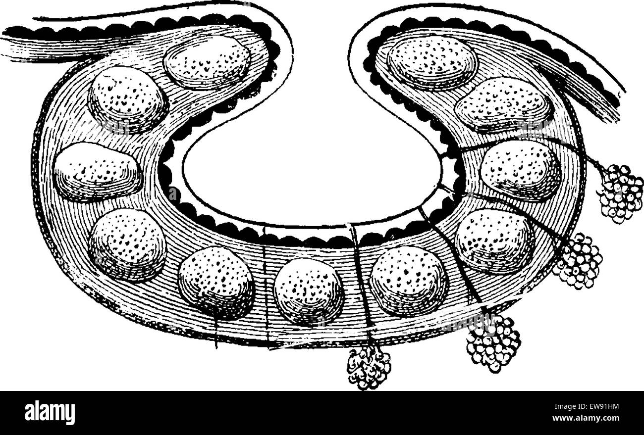 Follicular Glands of the Base of the Tongue, vintage engraved illustration. Usual Medicine Dictionary by Dr Labarthe - 1885 Stock Vector