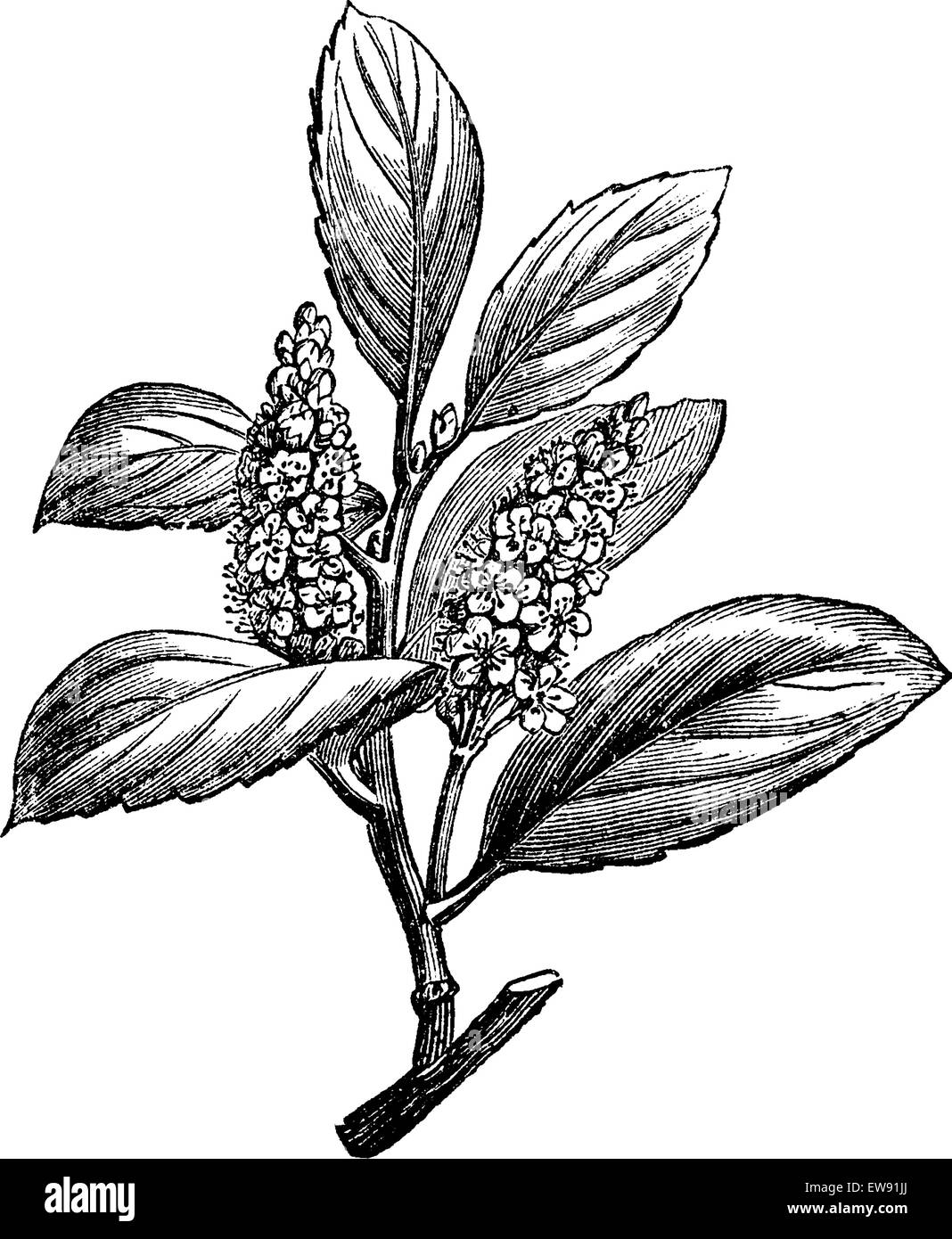 Cherry Laurel or Prunus laurocerasus, showing flowers, vintage engraved illustration. Usual Medicine Dictionary by Dr Labarthe - Stock Vector