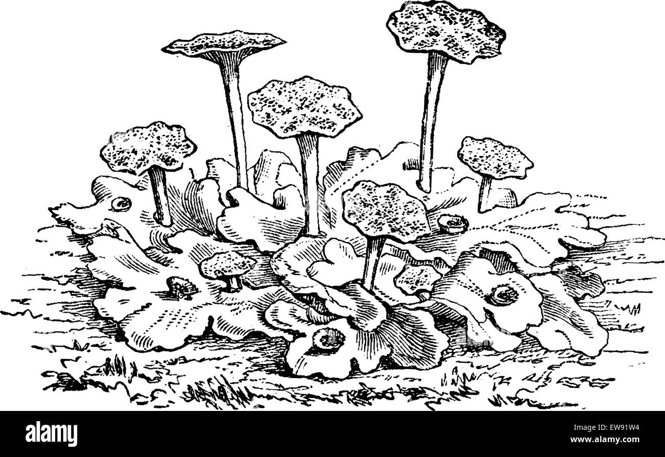 Marchantia polymorpha male or common liverwort  or umbrella liverwort, vintage engraved illustration. Usual Medicine Dictionary  Stock Vector