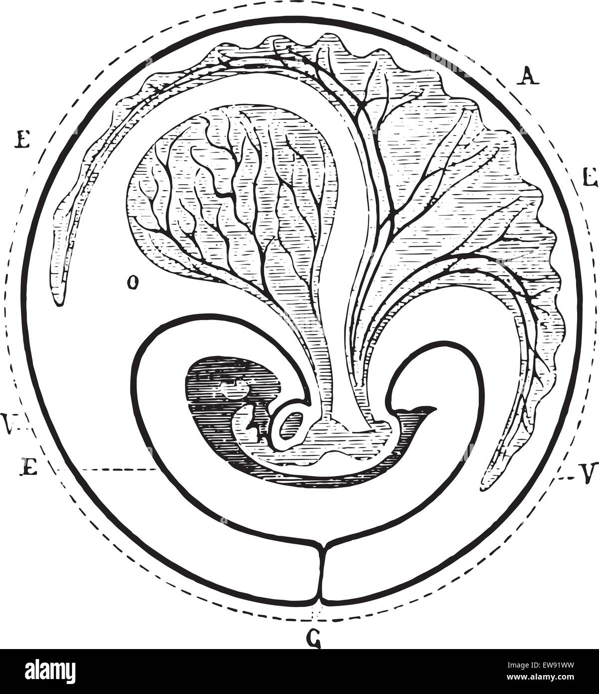 Progress of the allantoic decreased umbilical vesicle, vintage engraved illustration. Usual Medicine Dictionary - Paul Labarthe  Stock Vector