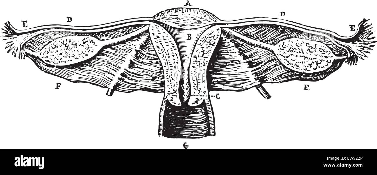 Cup internal genitals of women (Seen from behind), vintage engraved illustration. Usual Medicine Dictionary - Paul Labarthe - 18 Stock Vector