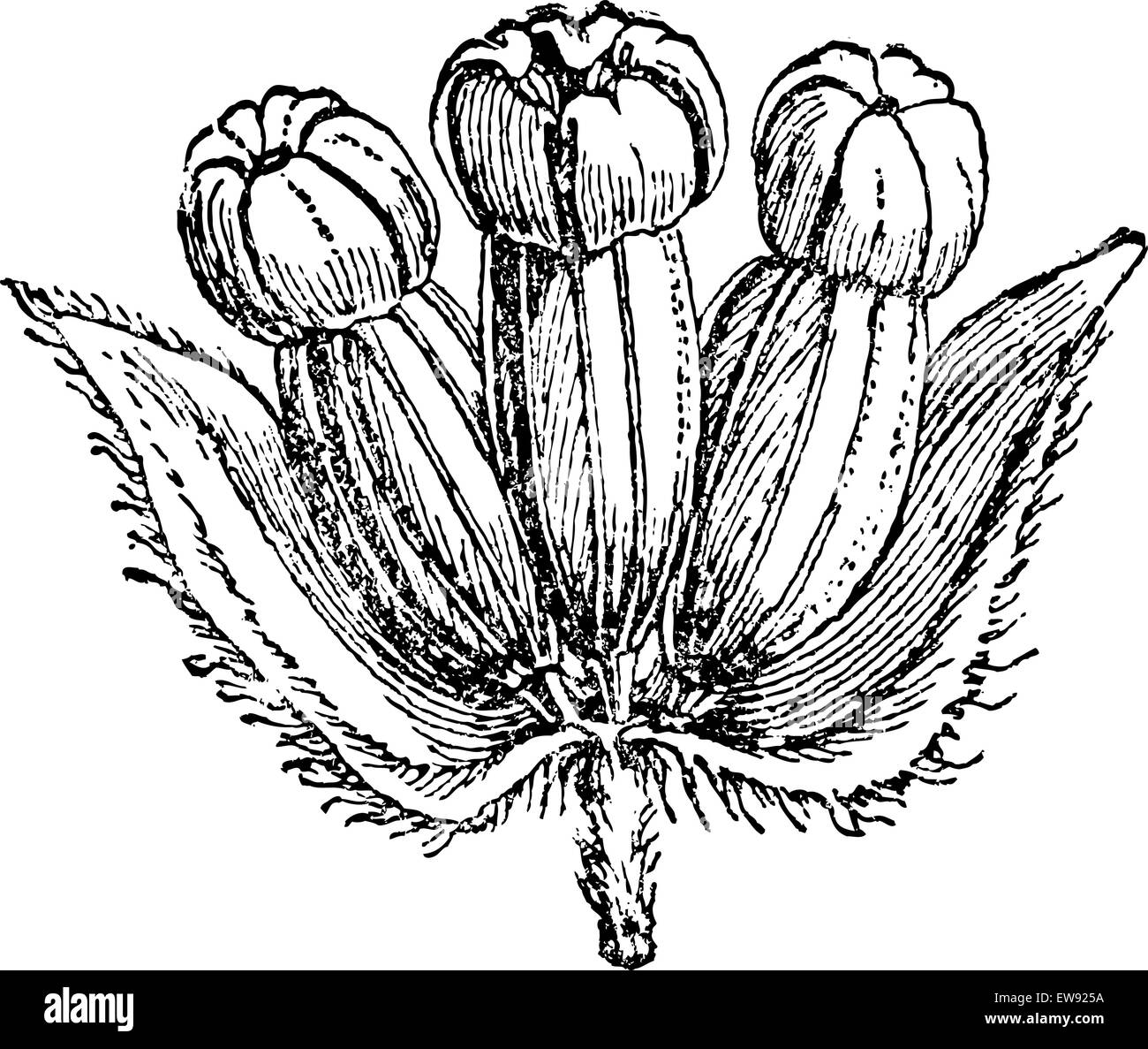 Hydrocotyle Asiatic (inflorescence) or Centella asiatica, vintage engraved illustration. Magasin Pittoresque 1875. Stock Vector
